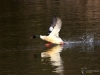 Filename=080_fotowilga~50.JPG
Filesize=257KB
Dimensions=700x525
Date added=Feb 23, 2018 080_fotowilga~50.JPG
