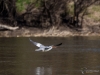 Filename=080_fotowilga~51.JPG
Filesize=247KB
Dimensions=700x525
Date added=Apr 16, 2018 080_fotowilga~51.JPG