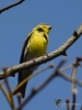 Filename=080_fotowilga~54.JPG
Filesize=216KB
Dimensions=525x700
Date added=Feb 28, 2019 080_fotowilga~54.JPG