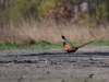 Filename=080_fotowilga~60.JPG
Filesize=268KB
Dimensions=700x525
Date added=Dec 02, 2019 080_fotowilga~60.JPG