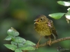 Filename=080_fotowilga~61.JPG
Filesize=270KB
Dimensions=700x525
Date added=Dec 26, 2019 080_fotowilga~61.JPG