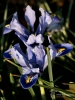 Filename=0814_fotowilga~4.JPG
Filesize=231KB
Dimensions=525x700
Date added=Aug 14, 2019 0814_fotowilga~4.JPG