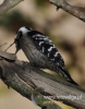 Filename=081_fotowilga~27.JPG
Filesize=79KB
Dimensions=377x480
Date added=May 18, 2016 081_fotowilga~27.JPG