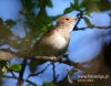Filename=081_fotowilga~30.JPG
Filesize=74KB
Dimensions=611x480
Date added=Aug 02, 2016 081_fotowilga~30.JPG