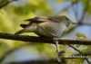 Filename=081_fotowilga~31.JPG
Filesize=70KB
Dimensions=640x457
Date added=Aug 02, 2016 081_fotowilga~31.JPG