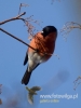 Filename=081_fotowilga~34.JPG
Filesize=46KB
Dimensions=360x480
Date added=Dec 19, 2016 081_fotowilga~34.JPG