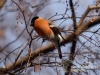 Filename=081_fotowilga~35.JPG
Filesize=99KB
Dimensions=640x480
Date added=Jan 07, 2017 081_fotowilga~35.JPG