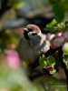Filename=081_fotowilga~44.JPG
Filesize=230KB
Dimensions=525x700
Date added=May 02, 2017 081_fotowilga~44.JPG