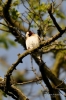 Filename=081_fotowilga~47.JPG
Filesize=257KB
Dimensions=466x700
Date added=Jun 16, 2017 081_fotowilga~47.JPG
