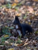 Filename=081_fotowilga~55.JPG
Filesize=298KB
Dimensions=525x700
Date added=Nov 23, 2017 081_fotowilga~55.JPG