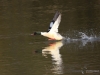 Filename=081_fotowilga~59.JPG
Filesize=242KB
Dimensions=700x525
Date added=Feb 23, 2018 081_fotowilga~59.JPG