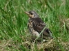 Filename=081_fotowilga~61.JPG
Filesize=392KB
Dimensions=700x525
Date added=Mar 22, 2018 081_fotowilga~61.JPG