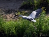 Filename=081_fotowilga~65.JPG
Filesize=391KB
Dimensions=700x525
Date added=Mar 25, 2019 081_fotowilga~65.JPG