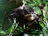 Filename=081_fotowilga~66.JPG
Filesize=283KB
Dimensions=700x525
Date added=Apr 28, 2019 081_fotowilga~66.JPG