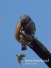 Filename=081_fotowilga~69.JPG
Filesize=41KB
Dimensions=360x480
Date added=Nov 15, 2019 081_fotowilga~69.JPG