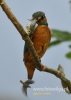 Filename=082_fotowilga~19.JPG
Filesize=63KB
Dimensions=343x480
Date added=Feb 11, 2016 082_fotowilga~19.JPG