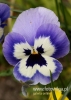 Filename=082_fotowilga~21.JPG
Filesize=71KB
Dimensions=343x480
Date added=Apr 29, 2016 082_fotowilga~21.JPG