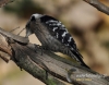 Filename=082_fotowilga~22.JPG
Filesize=101KB
Dimensions=611x480
Date added=May 18, 2016 082_fotowilga~22.JPG