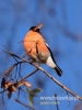 Filename=082_fotowilga~30.JPG
Filesize=54KB
Dimensions=360x480
Date added=Dec 09, 2016 082_fotowilga~30.JPG