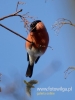 Filename=082_fotowilga~31.JPG
Filesize=46KB
Dimensions=360x480
Date added=Jan 05, 2017 082_fotowilga~31.JPG