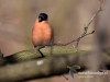 Filename=082_fotowilga~34.JPG
Filesize=66KB
Dimensions=640x480
Date added=Mar 26, 2017 082_fotowilga~34.JPG