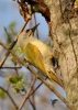 Filename=082_fotowilga~35.JPG
Filesize=257KB
Dimensions=499x700
Date added=Apr 22, 2017 082_fotowilga~35.JPG