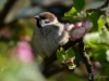 Filename=082_fotowilga~36.JPG
Filesize=242KB
Dimensions=700x525
Date added=May 02, 2017 082_fotowilga~36.JPG