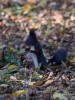 Filename=082_fotowilga~46.JPG
Filesize=275KB
Dimensions=525x700
Date added=Nov 28, 2017 082_fotowilga~46.JPG