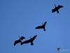 Filename=082_fotowilga~53.JPG
Filesize=167KB
Dimensions=700x525
Date added=Apr 17, 2018 082_fotowilga~53.JPG