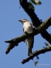 Filename=082_fotowilga~55.JPG
Filesize=214KB
Dimensions=525x700
Date added=Sep 10, 2018 082_fotowilga~55.JPG