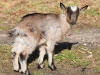 Filename=082_fotowilga~56.JPG
Filesize=396KB
Dimensions=700x525
Date added=Jun 26, 2019 082_fotowilga~56.JPG