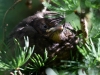 Filename=082_fotowilga~59.JPG
Filesize=280KB
Dimensions=700x525
Date added=Mar 30, 2019 082_fotowilga~59.JPG