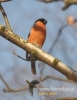 Filename=083_fotowilga~24.JPG
Filesize=70KB
Dimensions=373x480
Date added=Mar 08, 2016 083_fotowilga~24.JPG