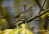 Filename=083_fotowilga~31.JPG
Filesize=68KB
Dimensions=640x457
Date added=Aug 01, 2016 083_fotowilga~31.JPG