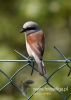 Filename=083_fotowilga~32.JPG
Filesize=49KB
Dimensions=343x480
Date added=Oct 17, 2016 083_fotowilga~32.JPG