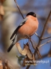 Filename=083_fotowilga~35.JPG
Filesize=54KB
Dimensions=360x480
Date added=Nov 30, 2016 083_fotowilga~35.JPG
