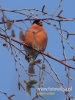 Filename=083_fotowilga~38.JPG
Filesize=62KB
Dimensions=360x480
Date added=Feb 02, 2017 083_fotowilga~38.JPG