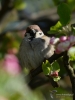 Filename=083_fotowilga~40.JPG
Filesize=222KB
Dimensions=525x700
Date added=May 03, 2017 083_fotowilga~40.JPG