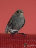 Filename=083_fotowilga~51.JPG
Filesize=274KB
Dimensions=525x700
Date added=Feb 10, 2018 083_fotowilga~51.JPG