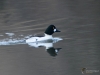 Filename=083_fotowilga~57.JPG
Filesize=223KB
Dimensions=700x525
Date added=Feb 06, 2019 083_fotowilga~57.JPG