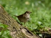Filename=083_fotowilga~58.JPG
Filesize=309KB
Dimensions=700x525
Date added=Mar 04, 2019 083_fotowilga~58.JPG