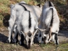 Filename=083_fotowilga~64.JPG
Filesize=375KB
Dimensions=700x525
Date added=Jul 09, 2019 083_fotowilga~64.JPG