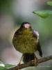 Filename=083_fotowilga~65.JPG
Filesize=266KB
Dimensions=525x700
Date added=Aug 20, 2019 083_fotowilga~65.JPG