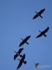 Filename=083_fotowilga~68.JPG
Filesize=177KB
Dimensions=525x700
Date added=Dec 04, 2019 083_fotowilga~68.JPG