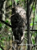 Filename=084_fotowilga~26.JPG
Filesize=94KB
Dimensions=357x480
Date added=Mar 26, 2016 084_fotowilga~26.JPG