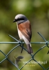 Filename=084_fotowilga~32.JPG
Filesize=50KB
Dimensions=343x480
Date added=Jul 21, 2016 084_fotowilga~32.JPG