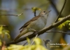 Filename=084_fotowilga~33.JPG
Filesize=69KB
Dimensions=640x457
Date added=Aug 02, 2016 084_fotowilga~33.JPG