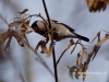 Filename=084_fotowilga~36.JPG
Filesize=76KB
Dimensions=640x480
Date added=Dec 05, 2016 084_fotowilga~36.JPG