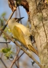 Filename=084_fotowilga~43.JPG
Filesize=286KB
Dimensions=499x700
Date added=Apr 22, 2017 084_fotowilga~43.JPG