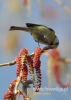 Filename=084_fotowilga~55.JPG
Filesize=70KB
Dimensions=343x480
Date added=Oct 27, 2017 084_fotowilga~55.JPG